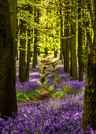 Bluebell Tracks II, Dockey Wood