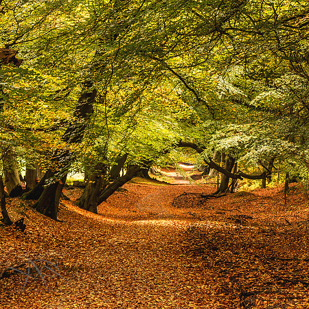 Autumn Colours, Ashridge Estate