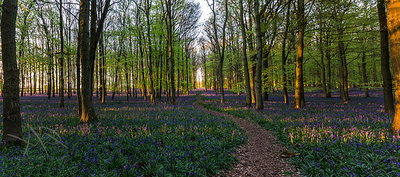 Bluebells Light Rays Panoramic