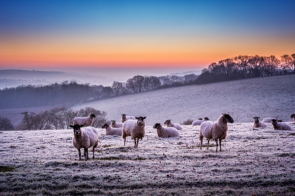 December Dawn, Wigginton