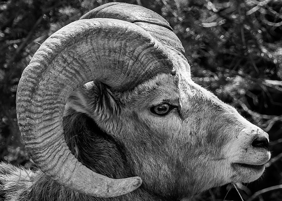 Big Horn Sheep, Banff