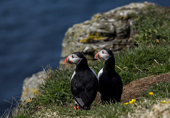 Pair of Puffins, Isle of Lunga