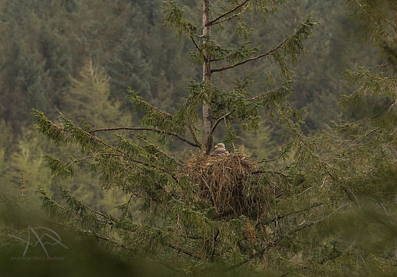 White Tailed Eagle, Isle of Mull
