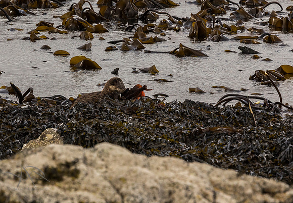 Otters Dinner, Isle of Mull