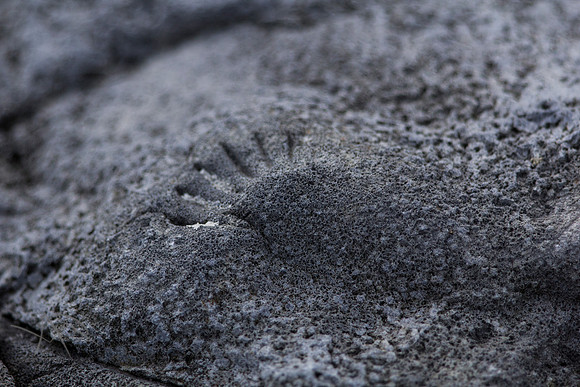 Fossils, Isle of Mull