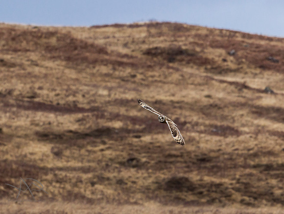 Hunting Short Eared Owl, Isle of Mull