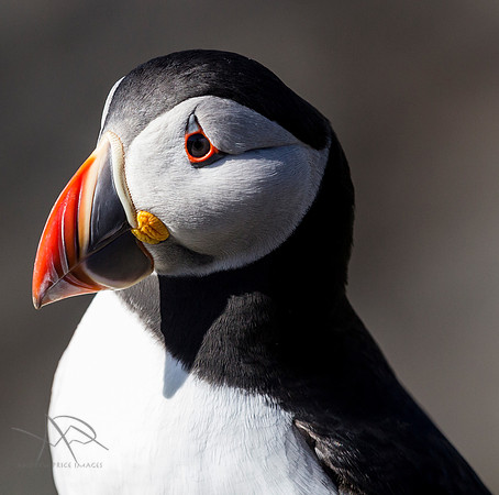 Puffin Portrait, Isle of Lunga