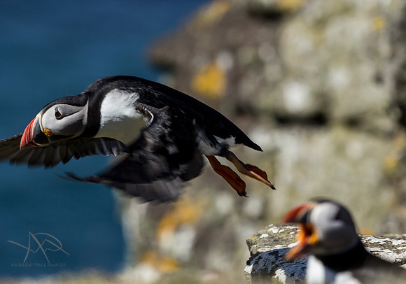 Off Fishing, Puffin Isle of Lunga