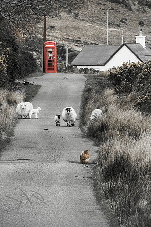 Farmyard Friends, Isle of Mull