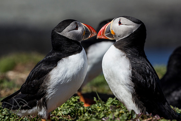 Puffin Love, Isle of Lunga