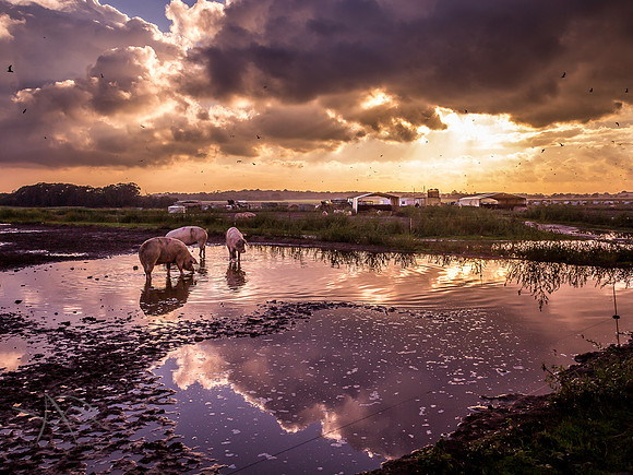 Pigs at Dusk