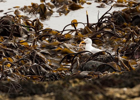 Seagull Supper, Isle of Mull