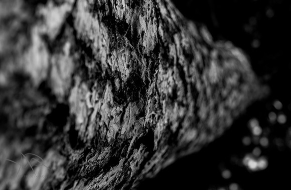 Bark, Woburn Abbey Gardens