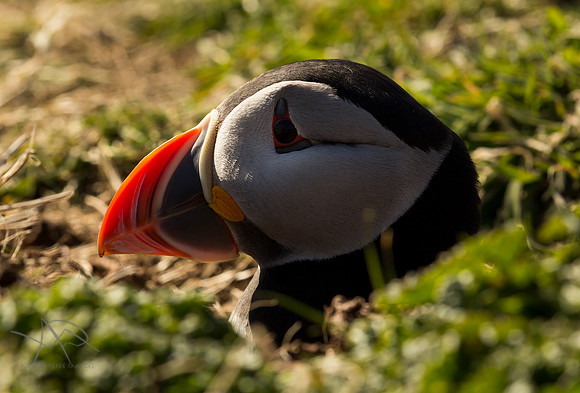 Puffin Burrow