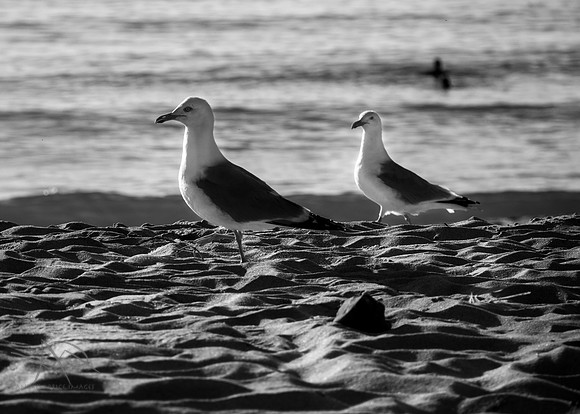 Two's company, Whitesand Bay