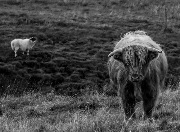 Highland Faceoff