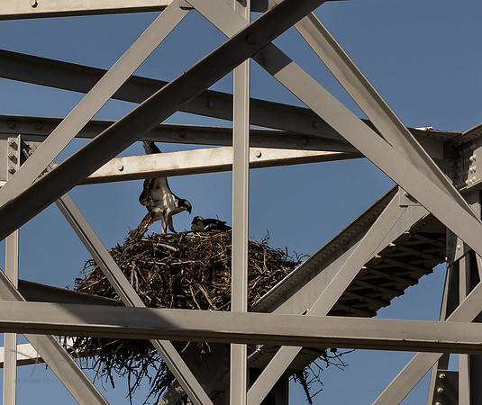 Osprey Residence