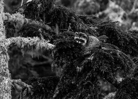 Racoon, Vancouver Island