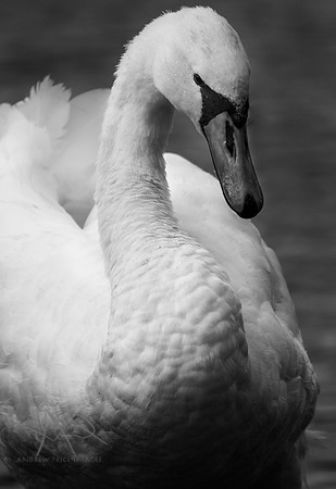 Swan Portrait