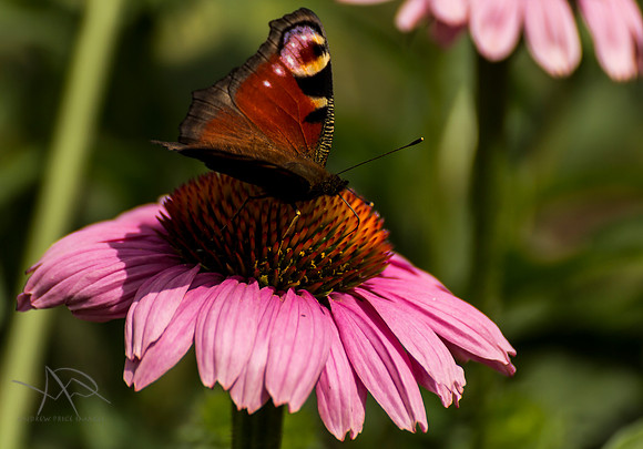 Butterfly Landing