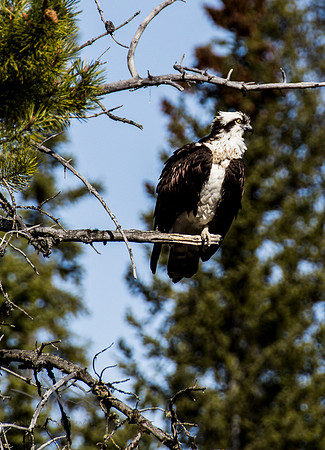 Osprey, Banff National Parkl