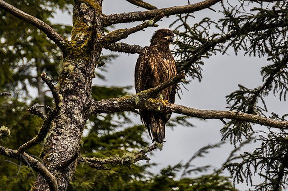 Juvenile Bald Eagle, Vancouver Island