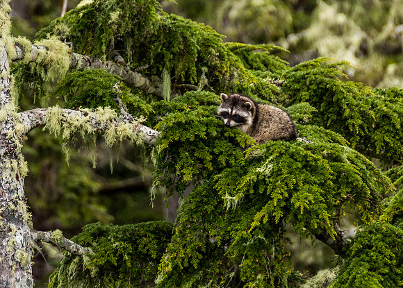 Racoon, Vancouver Island