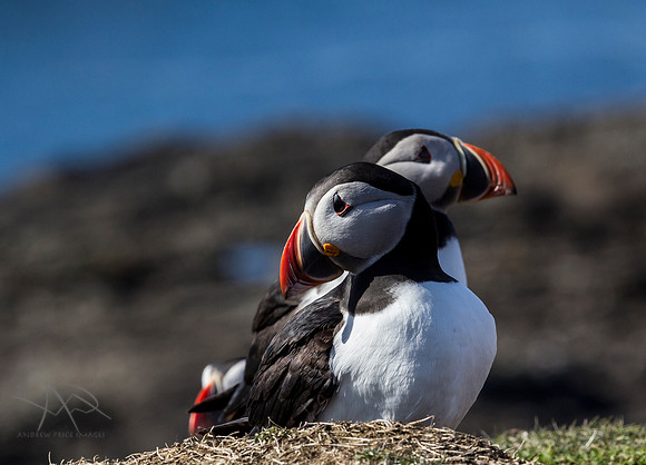 Puffins