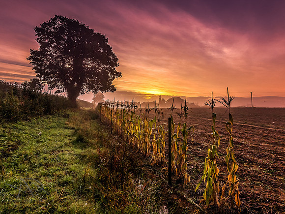 Last Dawn Harvest