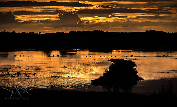 Golden Hour, Minsmere Nature Reserve