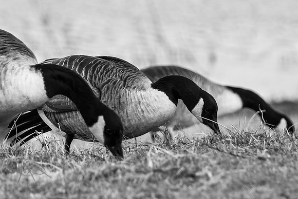 College Lake Migrants