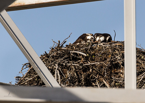 Ospreys Nesting, Banff