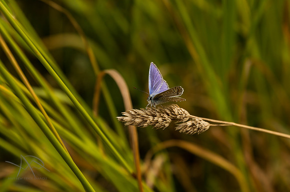 Summer Butterfly, Compton Bay
